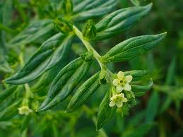 Attēlu rezultāti vaicājumam “Lithospermum officinale flower”