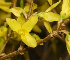 Attēlu rezultāti vaicājumam “Forsythia intermedia flower”