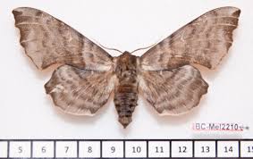 Attēlu rezultāti vaicājumam “Laothoe amurensis”