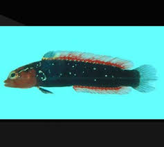 Image result for "Anisochromis kenyae"
