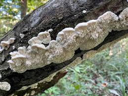 Attēlu rezultāti vaicājumam “Irpex lacteus”