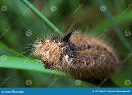 Attēlu rezultāti vaicājumam “Euthrix potatoria larva”