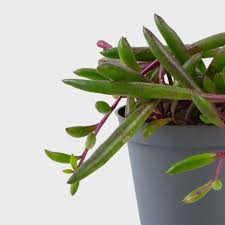 Attēlu rezultāti vaicājumam “Senecio”