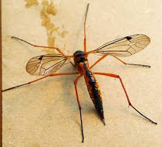 Attēlu rezultāti vaicājumam “Ctenicera pectinicornis male”