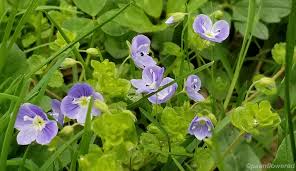 Attēlu rezultāti vaicājumam “Veronica filiformis”