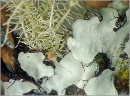 Attēlu rezultāti vaicājumam “Biatoropsis usnearum”