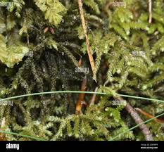 Attēlu rezultāti vaicājumam “Eurhynchium angustirete sporophyte”