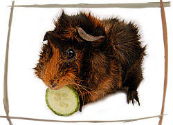 http://t0.gstatic.com/images?q=tbn:ANd9GcQpFIONMJb0IcEhd7PNvZDdzznAk4Jyn4718TQqQX9wjyQ7QlVw6Q