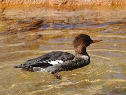 Attēlu rezultāti vaicājumam “Mergus serrator female”