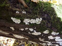 Attēlu rezultāti vaicājumam “Physisporinus vitreus”