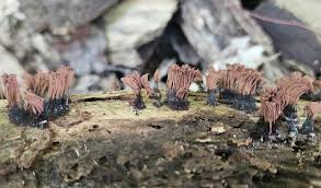 Attēlu rezultāti vaicājumam “Stemonitis axifera stalked”