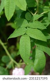 Attēlu rezultāti vaicājumam “Populus laurifolia”