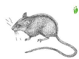 Attēlu rezultāti vaicājumam “Sicista betulina”