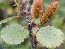 Attēlu rezultāti vaicājumam “Betula nana leaf”