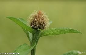 Image result for Centaurea pseudophrygia