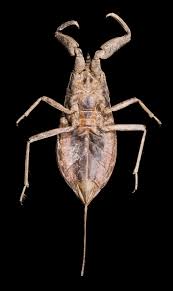 Attēlu rezultāti vaicājumam “Nepa cinerea imago”