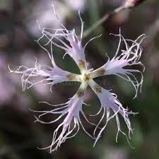 Attēlu rezultāti vaicājumam “Dianthus arenarius flower”