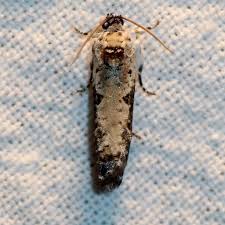 Attēlu rezultāti vaicājumam “Hedya salicella”