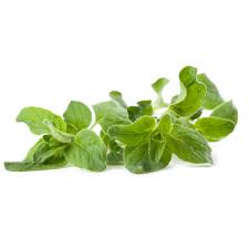 Image result for Oregano