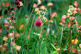 Attēlu rezultāti vaicājumam “Anthyllis arenaria flower”