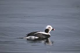 Attēlu rezultāti vaicājumam “Clangula hyemalis”