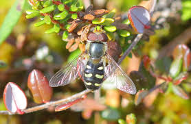 Attēlu rezultāti vaicājumam “Eupeodes nielseni”