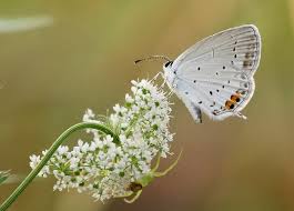 Attēlu rezultāti vaicājumam “Everes argiades”