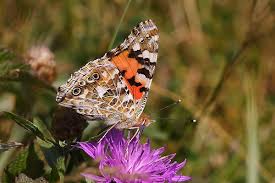 Attēlu rezultāti vaicājumam “Vanessa cardui”