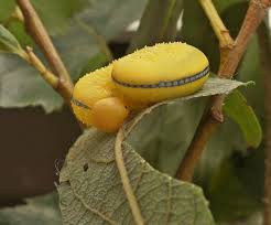 Attēlu rezultāti vaicājumam “Cimbex luteus”