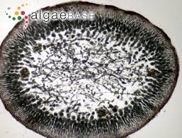 Attēlu rezultāti vaicājumam “Furcellaria lumbricalis”