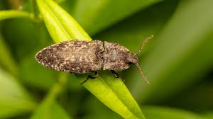 Attēlu rezultāti vaicājumam “Agrypnus murinus”