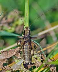 Attēlu rezultāti vaicājumam “Metrioptera roeselii”