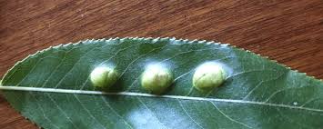 Attēlu rezultāti vaicājumam “Euura pedunculi”