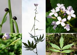 Attēlu rezultāti vaicājumam “Cardamine bulbifera”