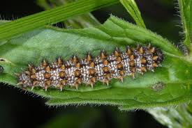Attēlu rezultāti vaicājumam “Melitaea diamina”