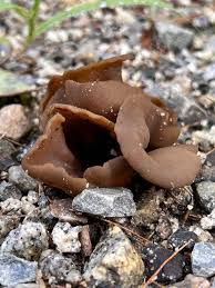 Attēlu rezultāti vaicājumam “Peziza repanda”