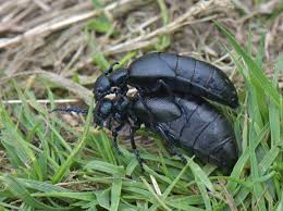 Attēlu rezultāti vaicājumam “Meloe sp. imago”