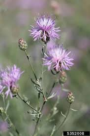 Attēlu rezultāti vaicājumam “Centaurea stoebe flower”
