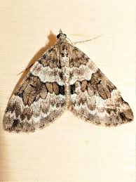 Attēlu rezultāti vaicājumam “Thera variata”