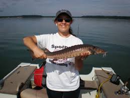 Image result for Acipenser fulvescens