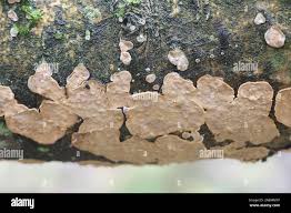 Attēlu rezultāti vaicājumam “Stereum rugosum”