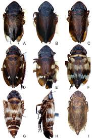 Attēlu rezultāti vaicājumam “Planaphrodes sp.”