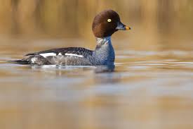 Attēlu rezultāti vaicājumam “Bucephala clangula female”