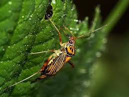 Attēlu rezultāti vaicājumam “Rhabdomiris striatellus”