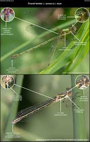 Attēlu rezultāti vaicājumam “Lestes dryas male”
