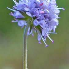 Image result for Succisa pratensis