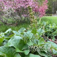 Attēlu rezultāti vaicājumam “Chenopodium bonus-henricus leaf”