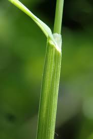 Attēlu rezultāti vaicājumam “Poa remota leaf”