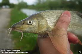 Image result for Barbus barbus