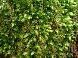 Attēlu rezultāti vaicājumam “Plagiothecium latebricola”